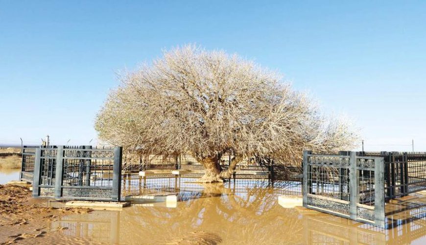 Jordan Blessed Tree
